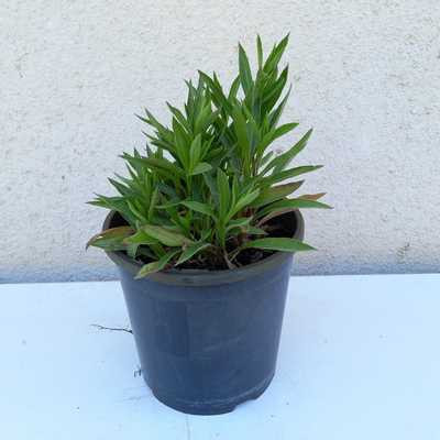 Erigeron hyb. 'Dunkelste Aller' 14 cm /Küllőrojt