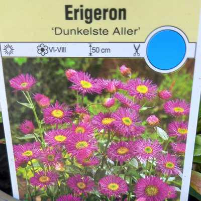 Erigeron hyb. 'Dunkelste Aller' 14 cm /Küllőrojt