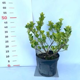 Euonymus - Kecskerágó zöld