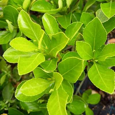 Euonymus - Kecskerágó zöld
