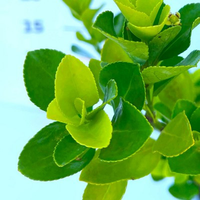 Euonymus - Kecskerágó zöld