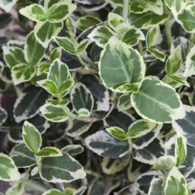   Euonymus fortunei Emerald Gaiety - Fehér tarka kúszó kecskerágó