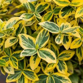   Euonymus fortunei Emerald'n Gold K1,5 - Sárga tarka kúszó kecskerágó