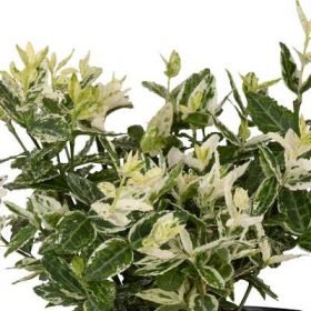   Euonymus fortunei Harlequin - Törpe tarka levelű kecskerágó