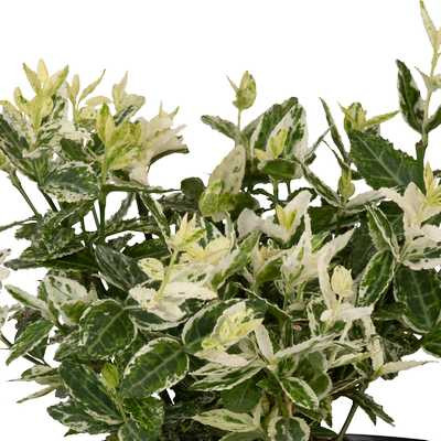 Euonymus fortunei Harlequin - Törpe tarka levelű kecskerágó