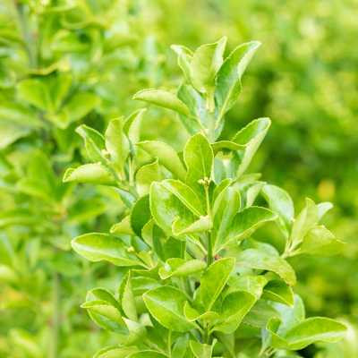 Euonymus japonicus 3,5L - Zöld kecskerágó