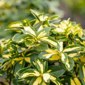 Euonymus fortunei Blondy - Sárga tarka levelű kecskerágó