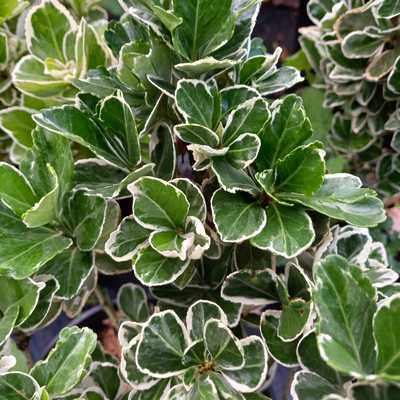 Euonymus japonicus Albomarginatus 3L - Fehér tarka kecskerágó