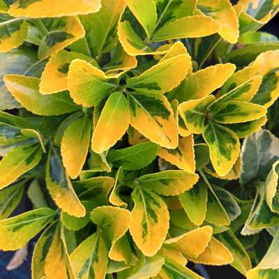Euonymus japonicus Aureomaginatus 3L - Sárga tarka japán kecskerágó