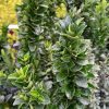Euonymus japonicus Green Spire 3L - Oszlopos kecskerágó