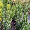 Euonymus japonicus Green Spire 3L - Oszlopos kecskerágó