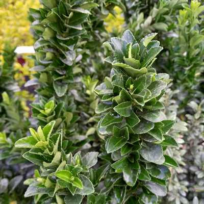 Euonymus japonicus Green Spire 1,5 L- Oszlopos kecskerágó