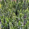 Euonymus japonicus Green Spire 1,5 L- Oszlopos kecskerágó