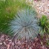 Festuca - Csenkesz