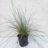 Festuca - Csenkesz