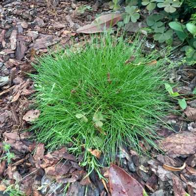 Festuca scoparia / Festuca gautieri 9x9 - Medvecsenkesz, levél: sötétzöld