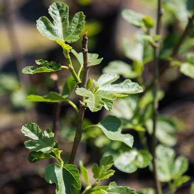 Ficus carica - Füge Lila