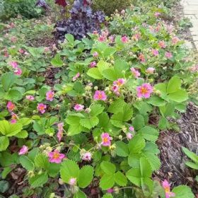 Fragaria 'pink Panda' 9*9 Dísszamóca