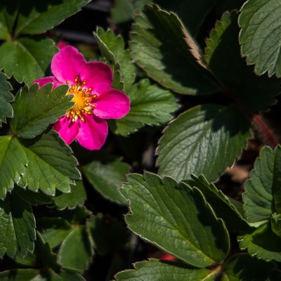 Fragaria 'pink Panda' 9*9 Dísszamóca