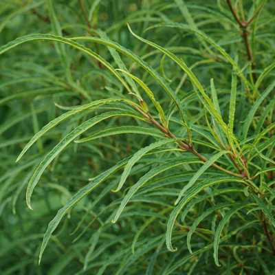 Frangula alnus - Közönséges kutyabenge
