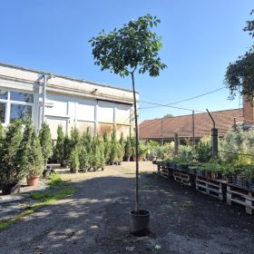 Fraxinus ornus Mecsek - Virágos gömb kőris TM 220 cm