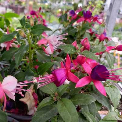 Fuchsia bokros - Fukszia vegyes színben