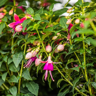 Fuchsia - Fukszia, bokros vegyes színben