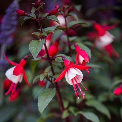 Fuchsia - Fukszia, fa 19cs
