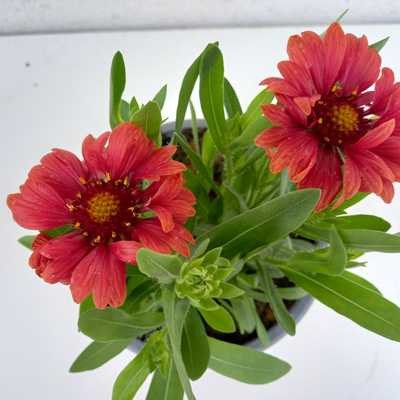 Gaillardia - Kokárdavirág