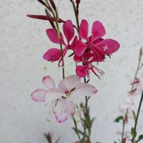 Gaura – Évelő díszgyertya