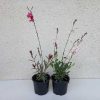 Gaura – évelő díszgyertya