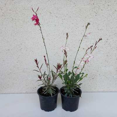 Gaura – Évelő díszgyertya