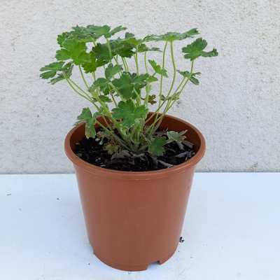Geranium 'Coombland White' 15cm - Fehérvirágú gólyaorr