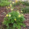 Geum 'Gimlet' 11*11 /Sárga virágú gyömbérgyökér