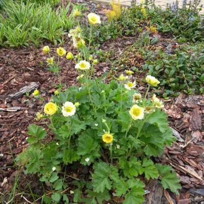 Geum 'Gimlet' 11*11 /Sárga virágú gyömbérgyökér