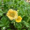 Geum 'Gimlet' 11*11 /Sárga virágú gyömbérgyökér