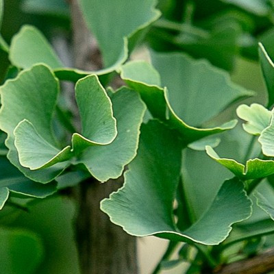 Ginkgo biloba - Páfrányfenyő