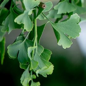   Ginkgo Biloba 'Pendula' standard 200 cm - Csüngű ágú páfrányfenyő