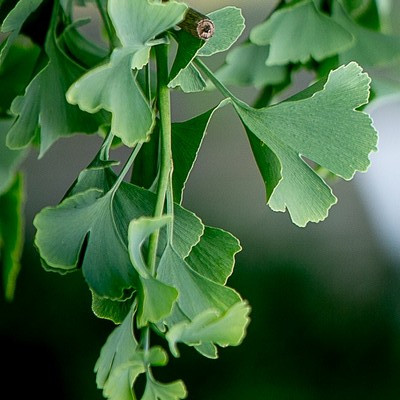 Ginkgo Biloba 'Pendula' standard 200 cm - Csüngű ágú páfrányfenyő