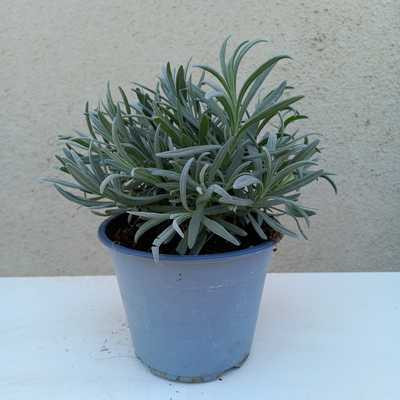 Lavandula  - Levendula 14 cm