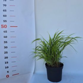 Hakonechloa macra 14 cm szálkafű