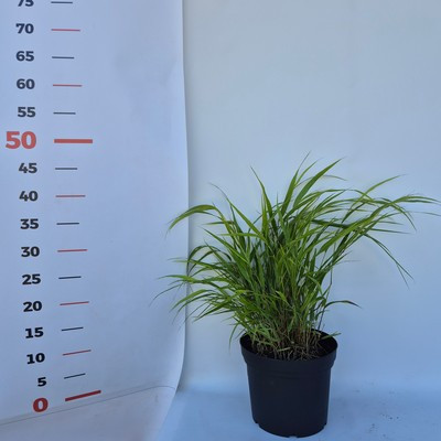 Hakonechloa macra 14 cm szálkafű