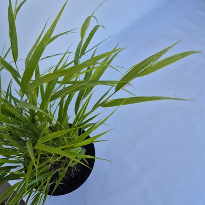 Hakonechloa macra 14 cm szálkafű
