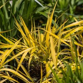 Hakonechloa macra All Gold 14 cm - Aranylombú szálkafű