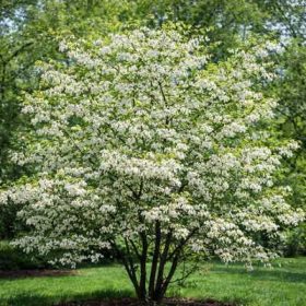 Halesia carolina 60-80 c7,5 - Hóvirágfa