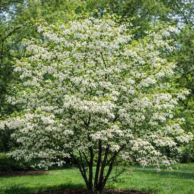 Halesia carolina 60-80 c7,5 - Hóvirágfa