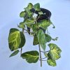 Hedera colchica Sulphur Heart - Sárgatarka levelű borostyán 2 L