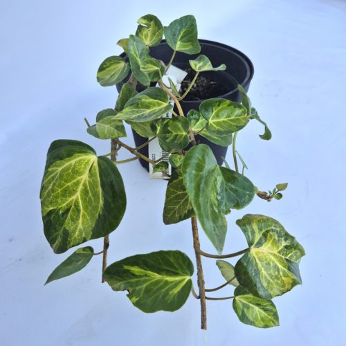 Hedera colchica Sulphur Heart - Sárgatarka levelű borostyán 2 L