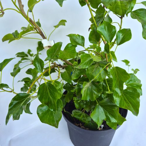 Hedera helix 'Arborescens' karós