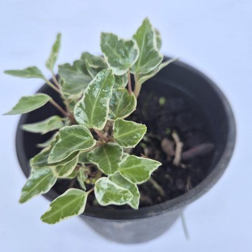 Hedera helix Glacier 14 cm - Fehér tarka borostyán